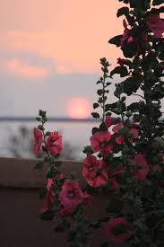 Aesthetically Pleasing Beautiful Flowers Wallpapers Beautiful Nature Wallpaper Beautiful Wallpapers
