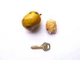 Image result for Irvingiaceae