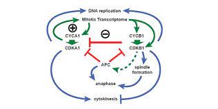 Two types of proteins involved in the control of the cell cycle are kinases and cyclins. Plantae Cell Cycle Regulation By Chlamydomonas Cyclin Dependent Protein Kinases Plantae