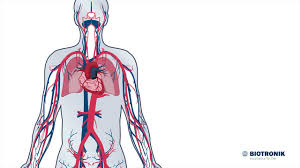 Aufbau Und Funktion Des Herz Kreislauf Systems Film 1 Biotronik Animation Medizin Youtube
