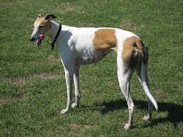 greyhound wikipedia