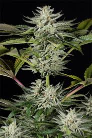 Og kush and poison durban combine to create this dominant indica plant which obligatorily has compact resinous buds structure of tinted purple leaves. Ocean Grown Cookies Buy Ocean Grown Cookies Feminized Cannabis Seeds