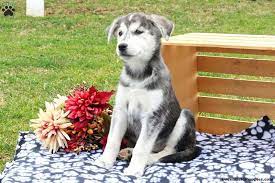 Jilly Goberian Puppy For Sale In Pennsylvania Puppies Puppies For Sale Kittens