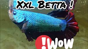 Some believe that it is a hybrid between betta splendens and betta raja (raja = king). Xxl Giant Betta Living With Cichlids Youtube