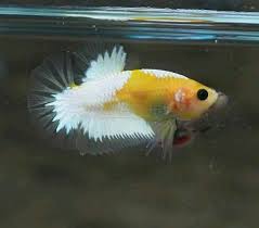 Hmpk Yellow Milk Fancy Sea Creatures Beautiful Creatures Fish Pet