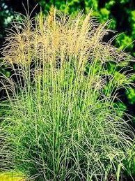 Miscanthus Sinensis Arabesque Maiden Grass Eulalia Narrow Arching Blades Of Dark Green With A Central W Ornamental Grasses Xeriscape Landscaping Perennials