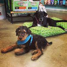 Shop for all of your pet needs at chewy's online pet store. Photos At Salty S Pet Supply Boise 5 Tips