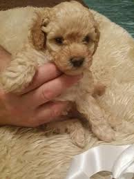 Advertise, sell, buy and rehome poodle dogs and puppies with pets4homes. Pedigree Poodle Puppies For Sale In Dogsandpuppies Co Uk