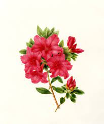Flowers For Flower Lovers Flowers Drawing Flower Drawing Wildflower Drawing Botanical Drawings