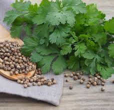 Image result for Coriandrum