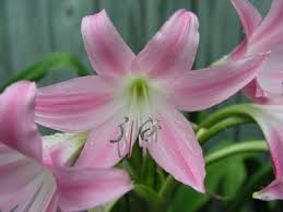 Image result for Crinum walteri