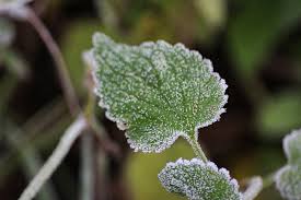 Check spelling or type a new query. Wallpaper Alam Musim Dingin Cabang Hijau Embun Beku Mekar Herba Daun Menanam Flora Bunga Liar Menghasilkan Botani Tanaman Tanah Tanaman Berbunga Merapatkan Belukar Tanaman Tahunan Fotografi Makro Batang Tanaman 5184x3456