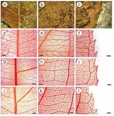 Image result for Itea rhamnoides