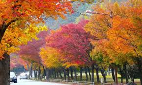 Though autumn gales are less clement than summer zephyrs, they are more exciting. An Ultimate Guide To Autumn In Korea Fall Foliage Forecast 2020
