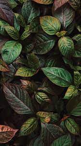 Flowers wallpapers hd sort wallpapers by: Wallpaper Leaves Plant Green Shine Phone Wallpaper Plants 720x1280 Wallpaper Teahub Io