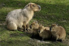 Why do other animals like capybaras so much? Kolner Zoo Animals