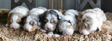 Puppies & adults available occasionally; Horse Creek Aussies