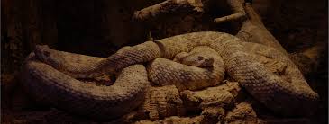 Snakes don't like so much humidity, the extreme. Snake Control And Removal Action Pest Management Broken Arrow Pest Control