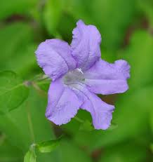 Image result for Ruellia patula