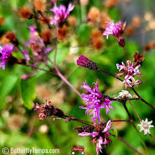 Image result for Vernonia stenocephala