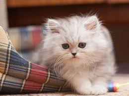 Ikuti fb kami untuk kuaci terkini: Kucing Parsi Penjagaan Khas Untuk Kucing Khas Secara Terperinci 2021