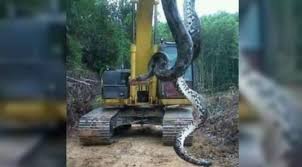 Foto ular raksasa di dunia. Ditemukan Anaconda Berbobot 400 Kg Ular Terbesar Sedunia Global Liputan6 Com