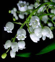 As Always It Took Me Quite A While To Process And Digest All The Spring Summer 2011 Collections Lily Of The Valley Flowers May Birth Flowers Beautiful Flowers