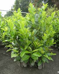 Check spelling or type a new query. Laurier Prunus In Diverse Soorten Voor Uw Tuin Of Haag A J Van Der Grift Kwekerijen In Doorn