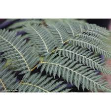 Image result for Cyphia brachyandra