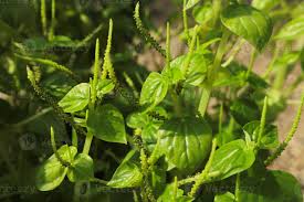 Image result for Peperomia pellucida