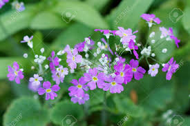 Check spelling or type a new query. Purple Small Flower Bouquet Is Lovely Stock Photo Picture And Royalty Free Image Image 25160635