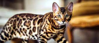 Kucing betina nantinya akan dibantu oleh kucing jantan. Harga Kucing Hutan Di Indonesia Semua Varian Daftar Harga Tarif