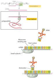 Translation Dna To Mrna To Protein Learn Science At Scitable