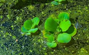 Image result for Wolffia arrhiza