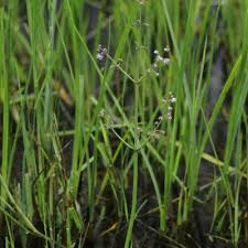 Image result for Burnatia enneandra