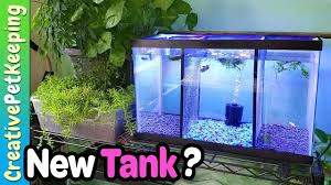 Divided Betta Tanks Introducing The New 10 Gallon Female Tank Betta Tank New Tank Betta