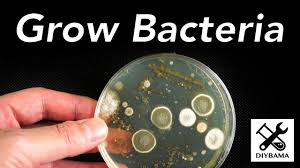 how to grow bacteria in a petri dish