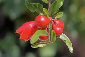 Image result for Punicaceae