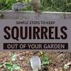 How to determine squirrel activity in your garden. 1