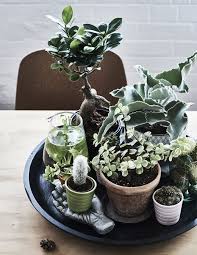A Group Of Plants Displayed Together In A Tray Small Backyard Gardens Indoor Garden Miniature Garden