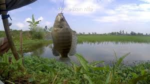 Mancing Ikan Nila 6 7 2020 Part 2 In 2020 Fish