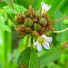 Image result for Melochia corchorifolia