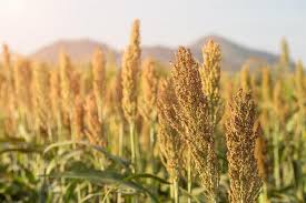 Image result for Sorghum