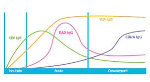 Epstein Barr Virus Clinical Diagnostics Bio Rad