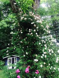 Soll ich zum welken, gebrochen sein? 14 Blumen Die Den Garten Verzaubern Ohne Arbeit Zu Machen Freudengarten