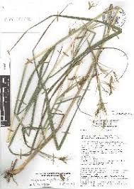 Image result for Hyparrhenia rufa