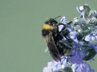 Image result for Bombus campestris