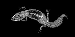 Guess The Animal Zoo Releases Spooky X Rays Of Animals Just In Time For Halloween X Ray Animals Zoo