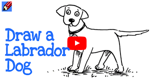 The line doesn't need to be very long. How To Draw A Labrador Children S Author And Illustrator