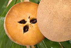We did not find results for: Manilkara Zapota Wikipedia